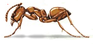 argentine ant