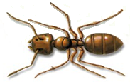 carpenter ant