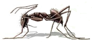 ant