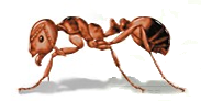 fire ant