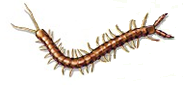 centipede