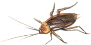 american cockroach