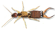 earwig