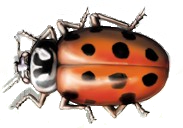 ladybug