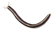 millipede