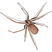 brown recluse spider