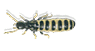 suberranean termite queen