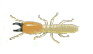 suberranean termite soldier