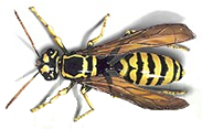 yellowjacket