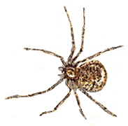 house spider